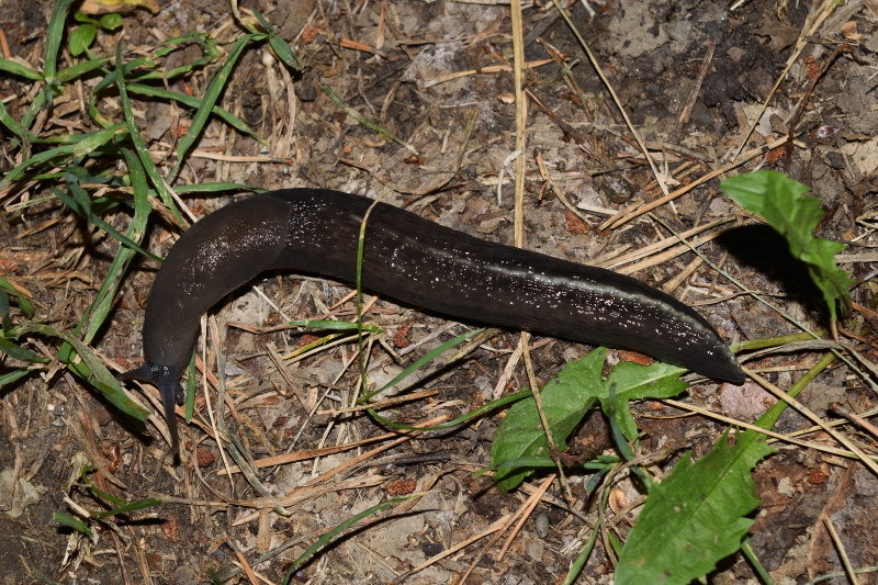 Limax aldrovandi Moquin-Tandon 1855 da Toano (RE)